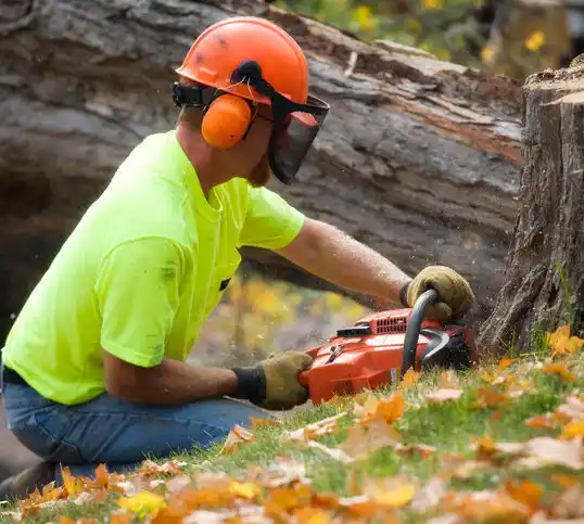 tree services Mendota Heights